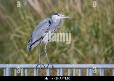 grey heron, Ardea cinerea, perching on a railing, Ebro Delta, Catalonia, Spain Stock Photo