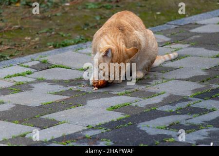 The cat eats meat on the street. The cat with yellow and white colors eats chicken meat Stock Photo