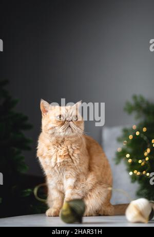 Exotic shorthair cat on table near Christmas tree. Funny fluffy cat with grumpy face Stock Photo