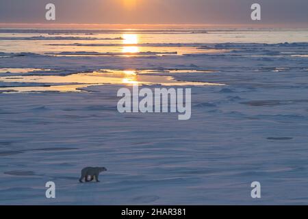 Norway, high Arctic. Thin polar bear (WILD: Ursus maritimus) on sea ice at dusk. Stock Photo