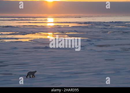 Norway, high Arctic. Thin polar bear (WILD: Ursus maritimus) on sea ice at dusk. Stock Photo