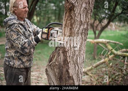 A man cuts down an old tree with a chainsaw. Removing old plants in the garden. Stock Photo