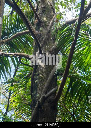 Trees and vines intertwined, Looking up a tree trunk surrounded by Palm Leaves, Australia Stock Photo