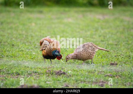 A couple of pheasants on a field on the island of Ven Stock Photo