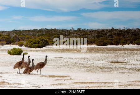 Emu in Australian Outback, South Australia, Australia Stock Photo