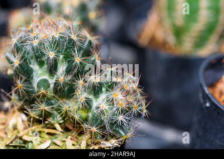 drachenbaum gro kaufen Bropfanzen Dracaena Mix kaufen  Green Me Up