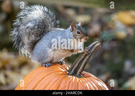 Close-up of Eastern Gray Squirrel sitting on pumpkin looking at camera. Stock Photo