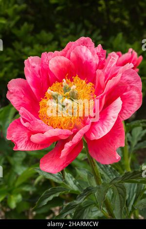 Close-up of a single pinkish-red cactus flower of (Sulcorebutia ...