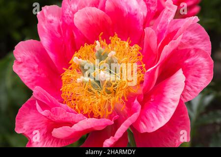 Paeonia 'Coral Magic' - Peony. Stock Photo