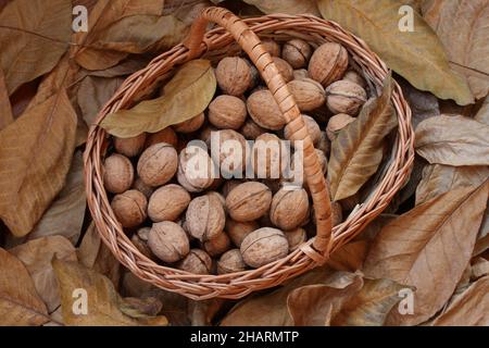 Walnuts, freshly picked and peeled from their green peels, lie in a wicker basket on a wooden deck sprinkled with dry walnut leaves. Day light. Close Stock Photo