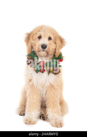 Golden Labradoodle dog with cute face wearing Christmas wreath isolated on a white background Stock Photo