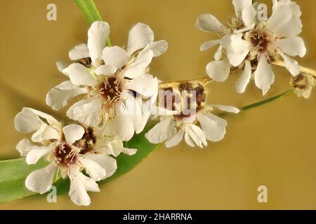 Super macro view of Willow myrtle (Agonis flexuosa) flowers on stem. Western Australian native plant. Stock Photo