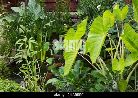 Pond with Colocasia - Taro, Zantedeschia - Calla Lily, Dichromena colorata - White-top Star Grass, Cyperus papyrus - Egyptian Paper Rush in summer. Stock Photo