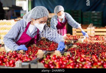 Female worker in mask controlling quality of cherry at warehouse Stock Photo
