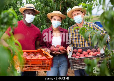 Farmers in protective mask posing with harvest of ripe peaches in orchard Stock Photo
