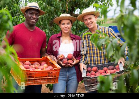 Happy farmers posing with harvest of ripe peaches in orchard Stock Photo