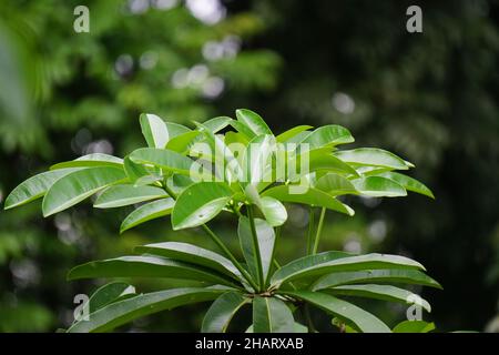 Alstonia scholaris (also called blackboard tree,  devil's tree, pule, kayu gabus, lame, lamo, pule, jelutung) leaves with a natural background Stock Photo