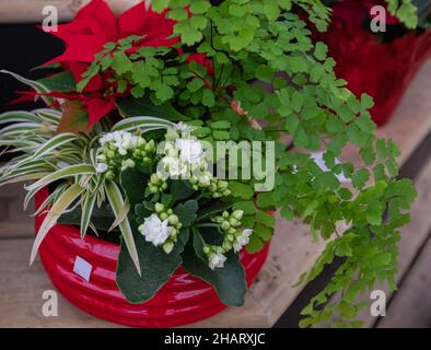 Plants in pots on sale at the local garden center. Kalanchoe in a red pot in a flower shop. Street photo, selective focus, nobody Stock Photo