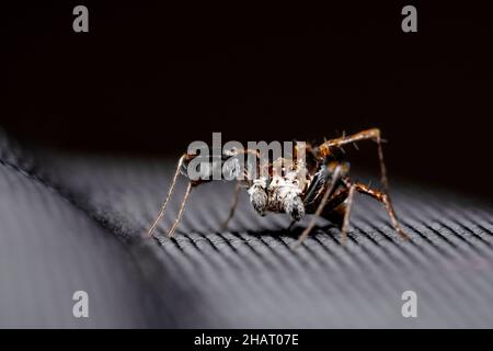 Jumping spider, Portia fimbriata, Salticidae, Satara, Maharashtra, India Stock Photo