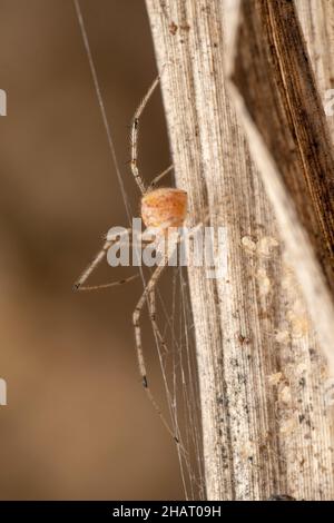 Lateral of Comb footed spider, Meotipa spiniventris guarding its babies, Satara, Maharashtra, India Stock Photo