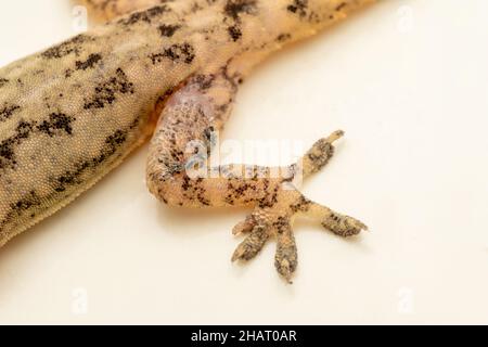 Leg of Indian bark gecko, Hemidactylus leschenaultii, Satara, Maharashtra, India Stock Photo