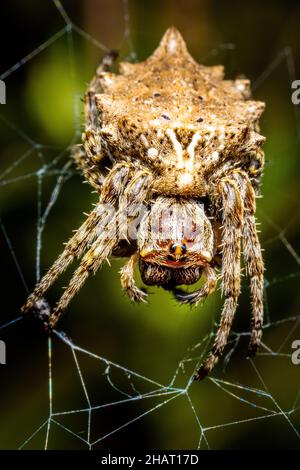 Premium Photo  The spider climbs on the web with blurry green