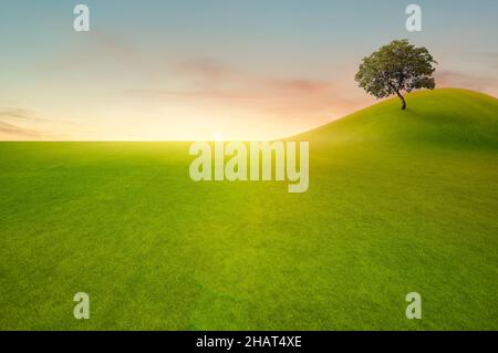Green tree in green field on sunset or sunlight. Stock Photo