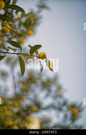 Lemons Hanging on a Lemon tree Stock Photo