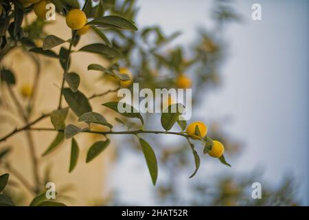 Lemons Hanging on a Lemon tree Stock Photo