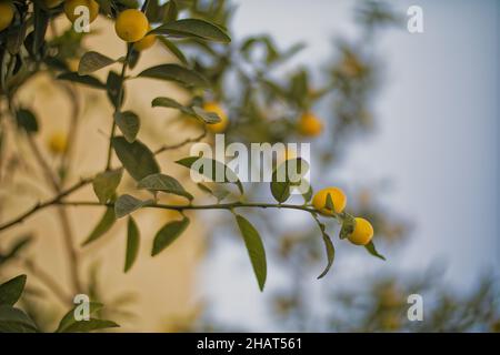 Lemons Hanging on a Lemon tree Stock Photo