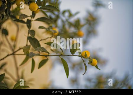 Lemons Hanging on a Lemon tree Stock Photo