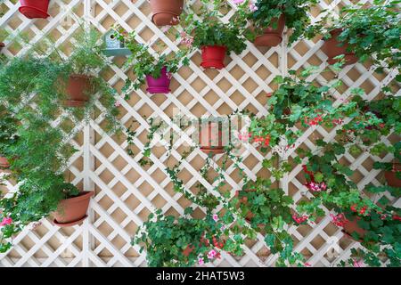 Geraniums in hanging pots on a wooden pergola wall . Stock Photo