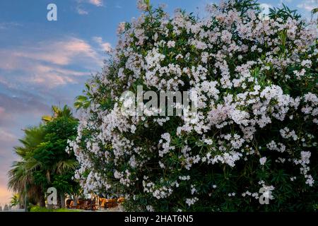 most commonly known as oleander or nerium, is a shrub or small tree cultivated worldwide in temperate and subtropical areas as an ornamental and lands Stock Photo