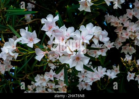 most commonly known as oleander or nerium, is a shrub or small tree cultivated worldwide in temperate and subtropical areas as an ornamental and lands Stock Photo