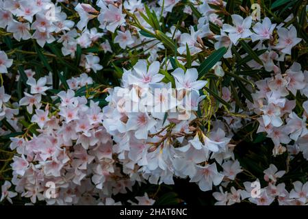 most commonly known as oleander or nerium, is a shrub or small tree cultivated worldwide in temperate and subtropical areas as an ornamental and lands Stock Photo