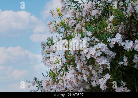 most commonly known as oleander or nerium, is a shrub or small tree cultivated worldwide in temperate and subtropical areas as an ornamental and lands Stock Photo