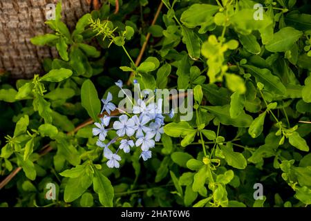 leadwort Flower. Plumbago Auriculata. Selective Focus. Space for Copy Stock Photo