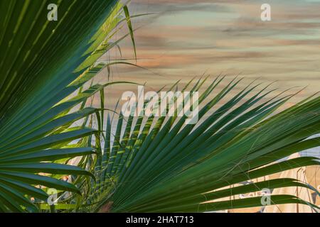 Beach view in Antalya Side, beach and sea view through the leaves of the dwarf palm tree Stock Photo