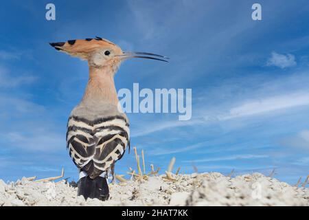 Photography of birds in complete freedom and in their environment. Stock Photo