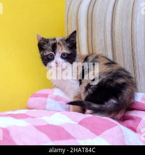 Cute funny beautiful fluffy tricolor kitten at home on the couch Stock Photo