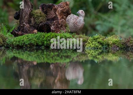 An alert female pheasant cautiously looking out from behind an old tree stump. She is reflected in the still water of a small pool Stock Photo