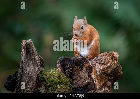 A red squirrel sitting on an old tree stump eating a hazelnut Stock Photo