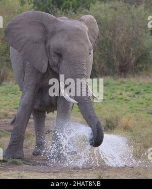 portrait of african elephant standing and spraying water jets with her trunk in the wild plains of the masai mara, kenya