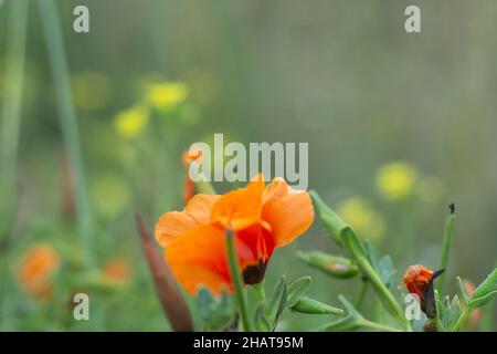 Glaucium Corniculatum. fragile Orange Poppy Flower. Selective Focus. Stock Photo