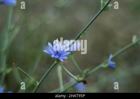 Common chicory (Cichorium intybus) is a somewhat woody, perennial herbaceous plant of the daisy family Asteraceae, usually with bright blue flowers, S Stock Photo