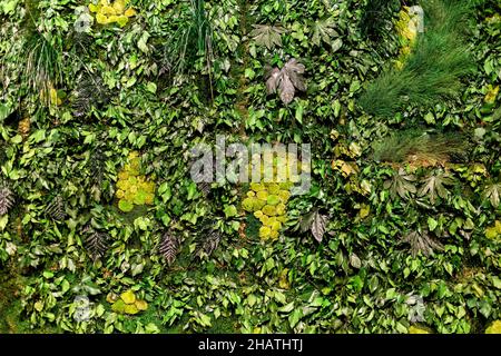 Top view of various leaves of assorted fresh plants arranged on green grassy lawn as abstract background Stock Photo