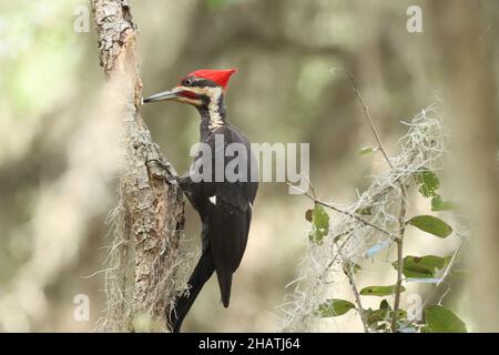 Closeup of the ivory-billed woodpecker, Campephilus principalis. Stock Photo