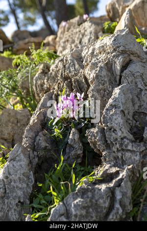 Vertical shot of a purple Spring sowbread flower on a blurred ...