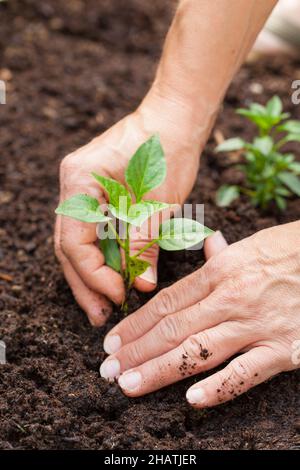 gardening, garden, hand, earth, digging, humus, plant, plants, brown, floor, engine, peppers, small, young, grow, Sets Ling, hands, fingers, gently, s Stock Photo