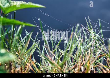 Morning dew on a spider web in the grass by the water. the drops glisten in the sunlight Stock Photo